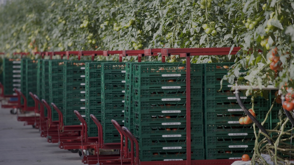 La distribución de frutas y hortalizas en envases reutilizables contribuye a evitar la pérdida de alimentos